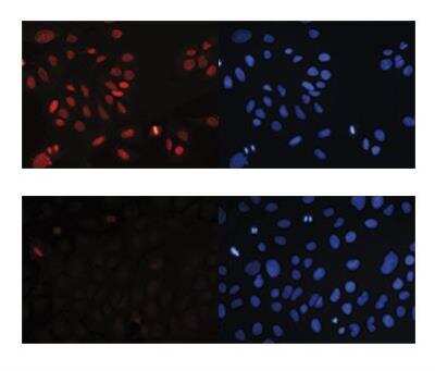 Immunocytochemistry/ Immunofluorescence: Histone H4 [Trimethyl Lys20] Antibody [NBP2-59259]